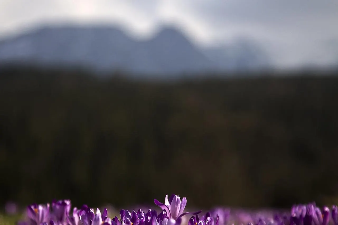 Homestay szállás Willa Na Potoku Zakopane