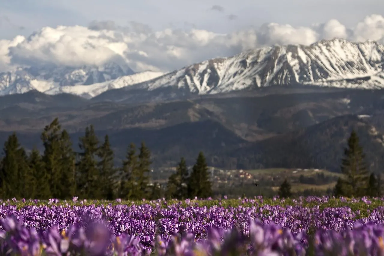 Homestay szállás Willa Na Potoku Zakopane Lengyelország