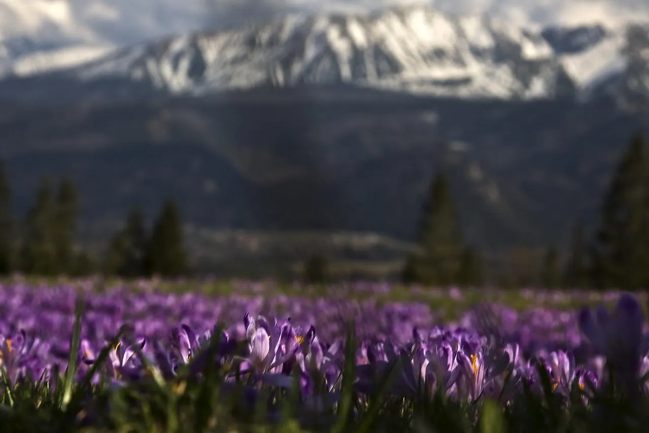 Homestay szállás Willa Na Potoku Zakopane